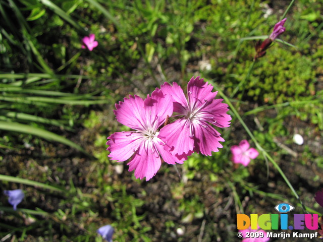 SX06236 Purple flower Maiden Pink (Dianthus deltoides)